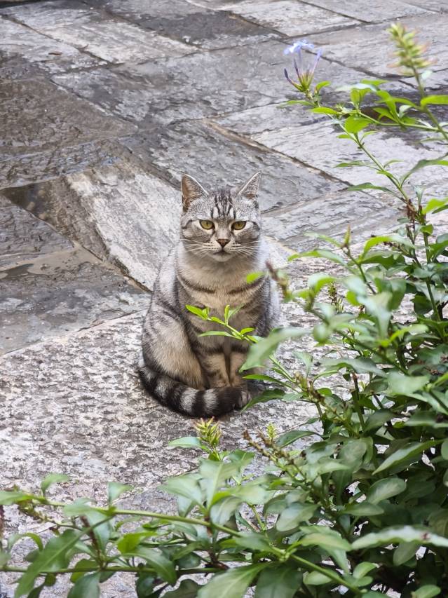 大理瓦拾叁・苍洱风光轻奢 Villa 民宿(洱海生态廊道才村店)图片