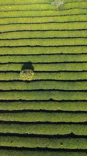 黄山紫阳烟雨度假酒店图片