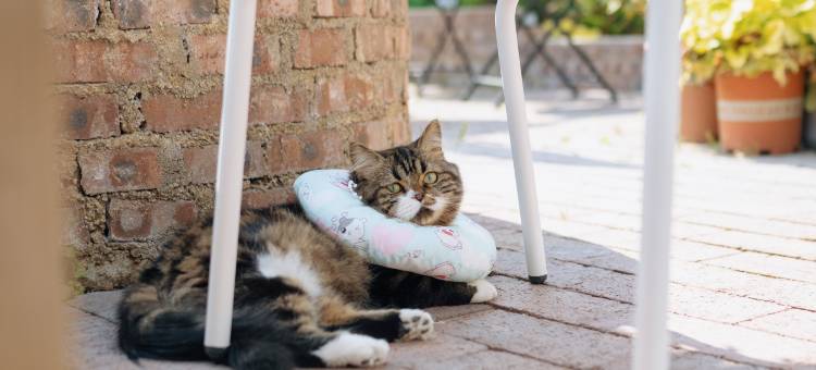 花筑·取景框花园民宿(大理古城店)图片