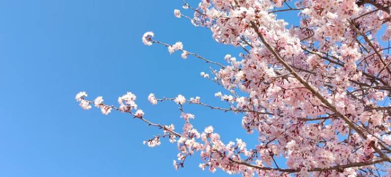 郑州丰乐园大酒店(河南省博物院店)图片