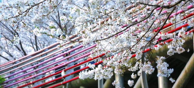 宁波香格里拉大酒店图片
