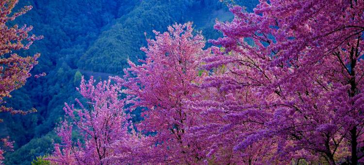 煦和居民宿(无量山樱花谷店)图片