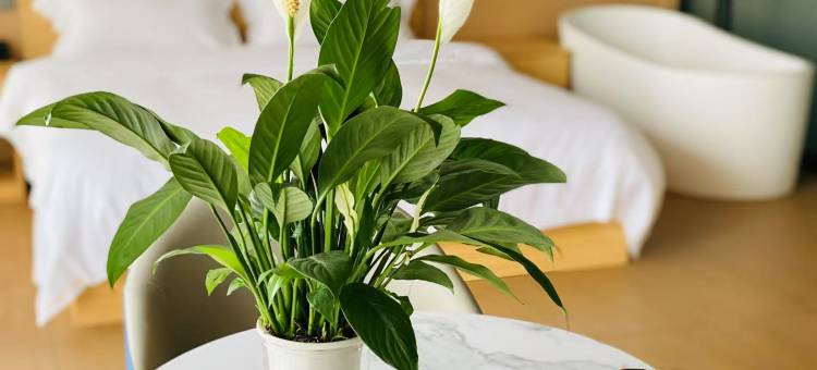 茶海云端民宿(沧源天润茶园店)图片