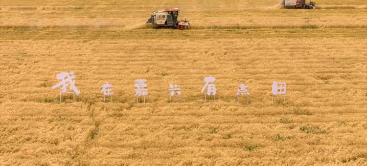 嘉兴开元开森部落图片