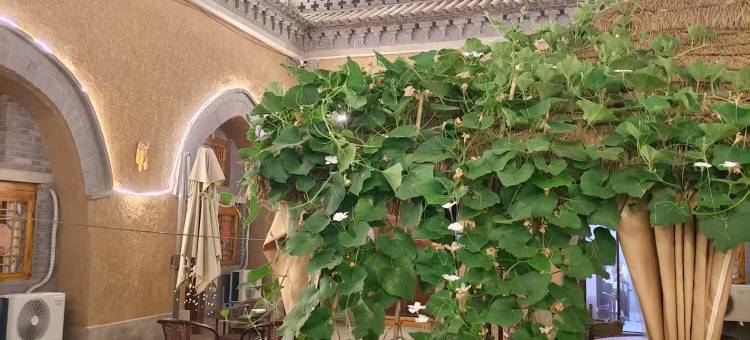 星光地坑院民宿图片