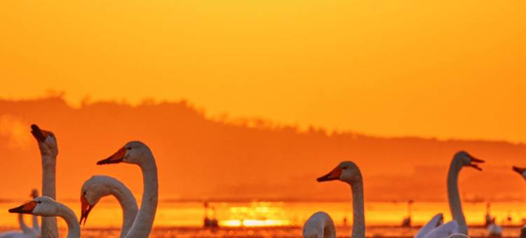 荣成成山头西霞口动物园丽呈睿轩酒店图片