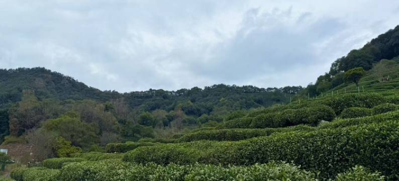 杭州西子棠民宿(西湖灵隐店)图片