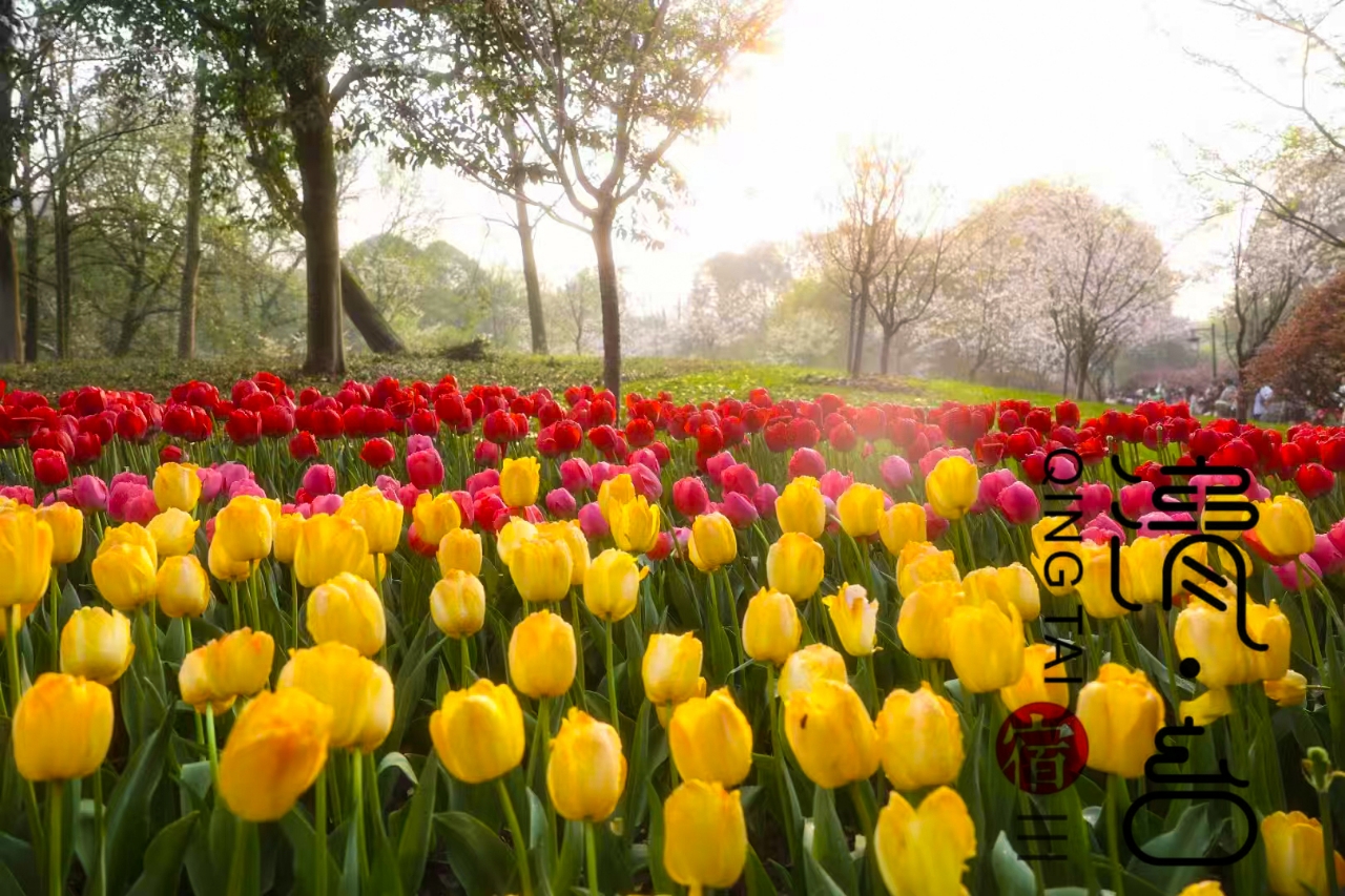 Qingtai Boutique Hostel (Hangzhou Leifeng Tower) Over view