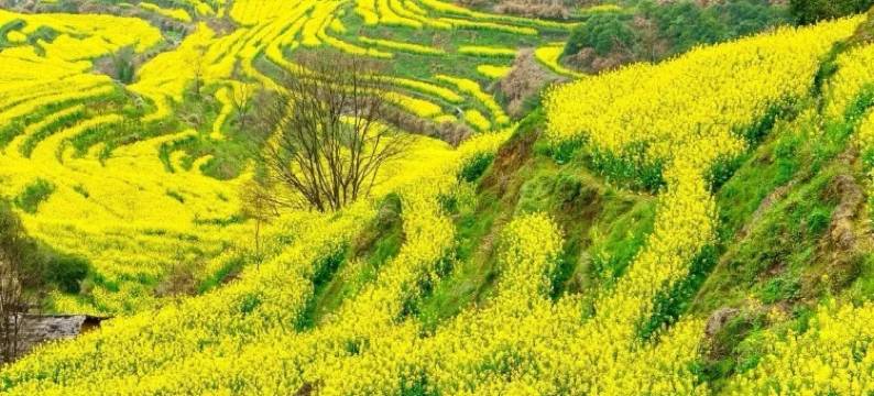 黄山高铁站凯悦嘉轩酒店图片