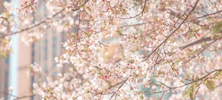 武汉香格里拉大酒店图片