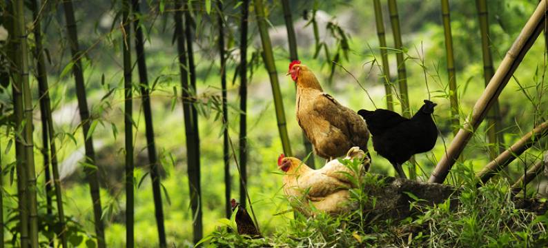 长兴芳草地度假酒店图片
