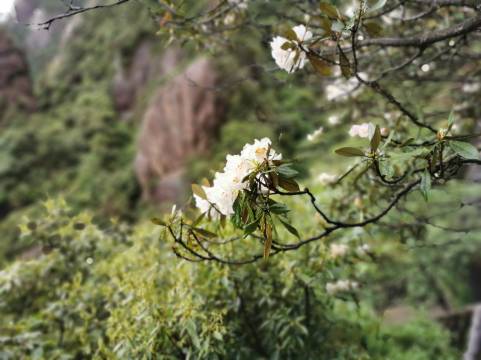 三清山君澜度假酒店(东部金沙索道店)图片