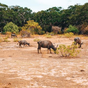 斯里兰卡10日9晚私家团