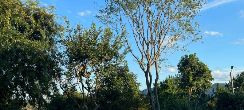 松林见风民宿图片