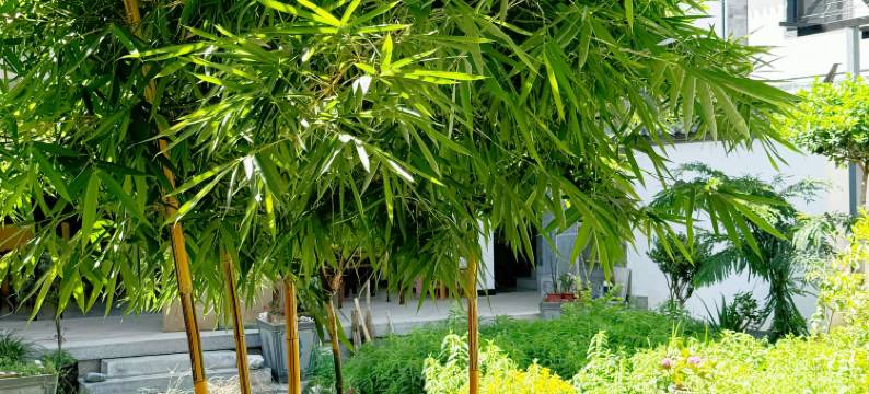 石榴籽乐养小院(大理洱海生态廊道店)图片