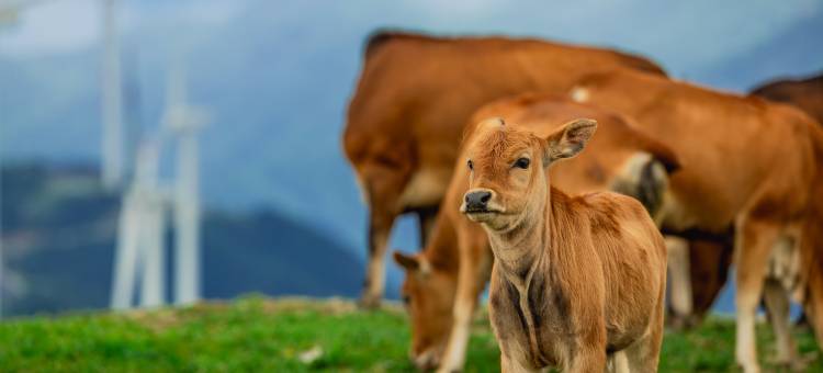 桃野·欣园山庄图片