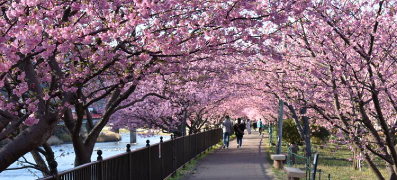 汤花满开旅馆-限成人(Izu Atagawa -Yubana Mankai -Adult Only-)图片