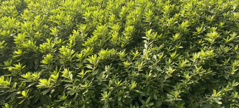 瑞雪旅馆(上海朱泾紫金广场店)图片