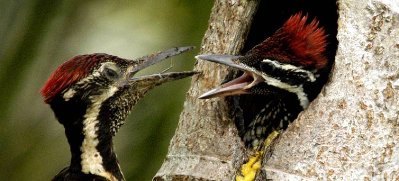 亚拉大型游戏酒店-生态团队(Big Game - Yala By Eco Team)图片