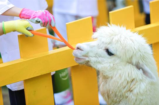 三亚海棠湾JW万豪度假酒店图片