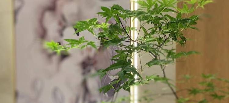 白玉兰酒店(石家庄勒泰中心平安大街地铁站店)图片