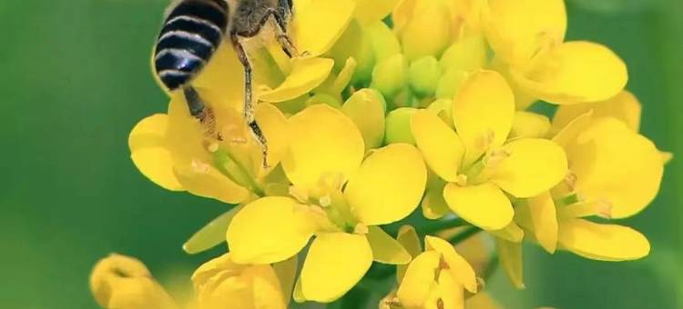 携程度假农庄(福建永泰赤锡店)图片