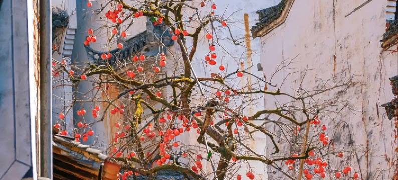 岭居·青石小巷民宿(篁岭风景区店)图片