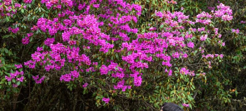 兰坪墅家吾乡罗古箐徒步民宿图片