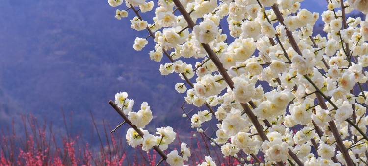 梅苑壹号民宿图片