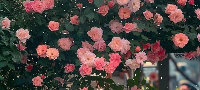 九寨沟见山拾山花园美宿图片