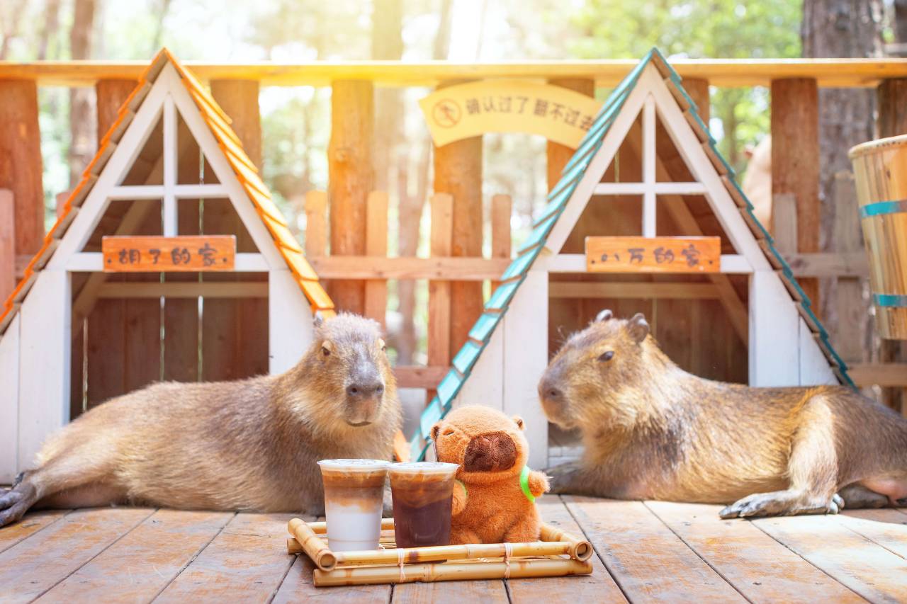 茅山森林世界度假村小熊猫庄园酒店图片