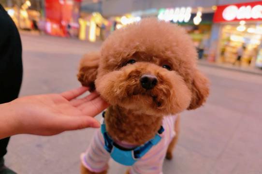 丽怡酒店(遵义会议会址捞沙巷店)图片