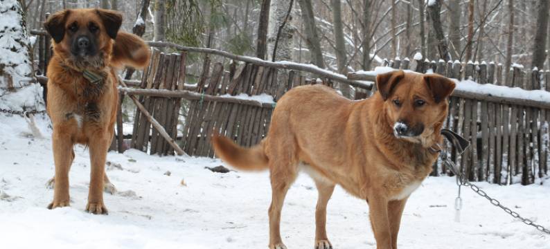 长白山双溪森林营地图片