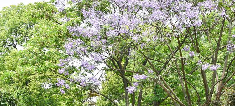 成都非遗博览园盛橡酒店图片