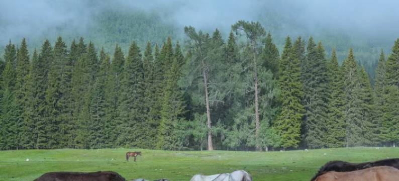 纯境山舍·半日闲Luxury Realm度假民宿(喀纳斯景区店)图片