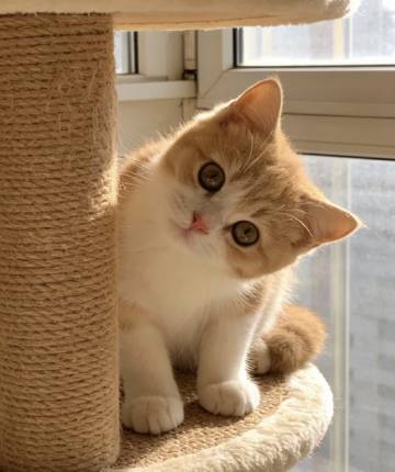 希岸酒店(重庆枫香湖儿童公园店)图片