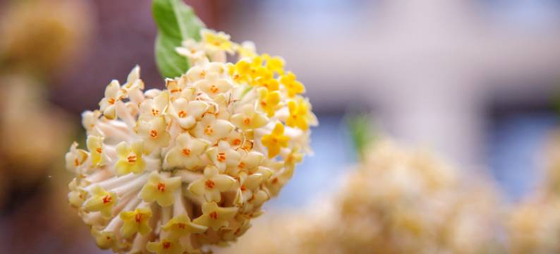 合肥施柏阁大观酒店图片