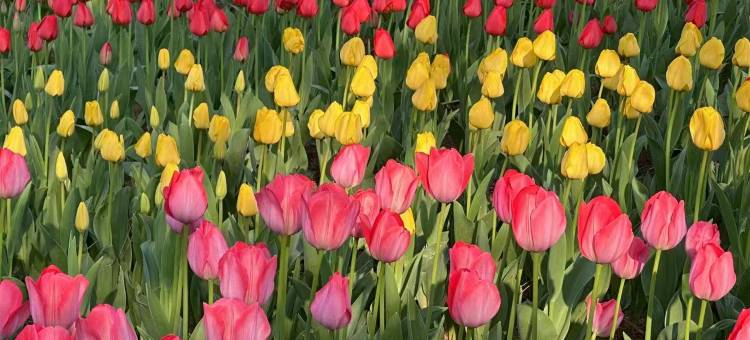 海仑酒店(金梦海湾店)图片