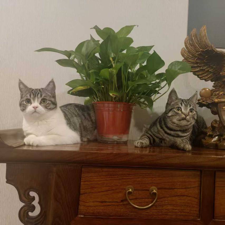 艺龙瑞云酒店(乌兰察布之夜高铁站店)图片