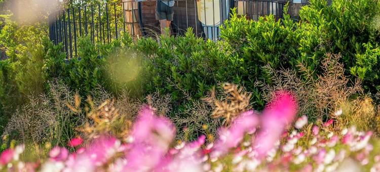 太仓七十二家村树蛙部落图片