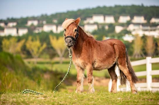 宜兴云邑托尼洛·兰博基尼度假酒店图片