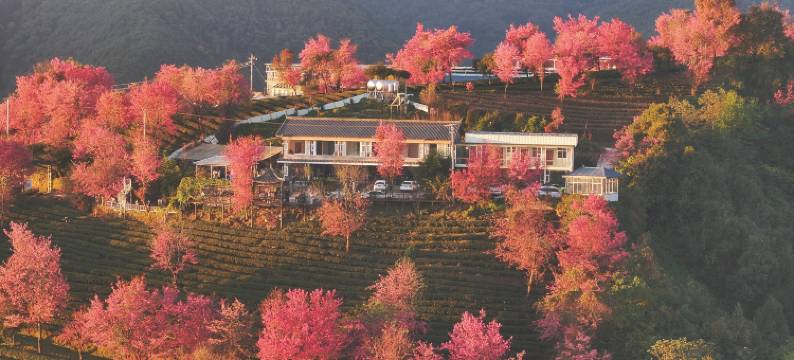 樱花谷摄影之家客栈图片