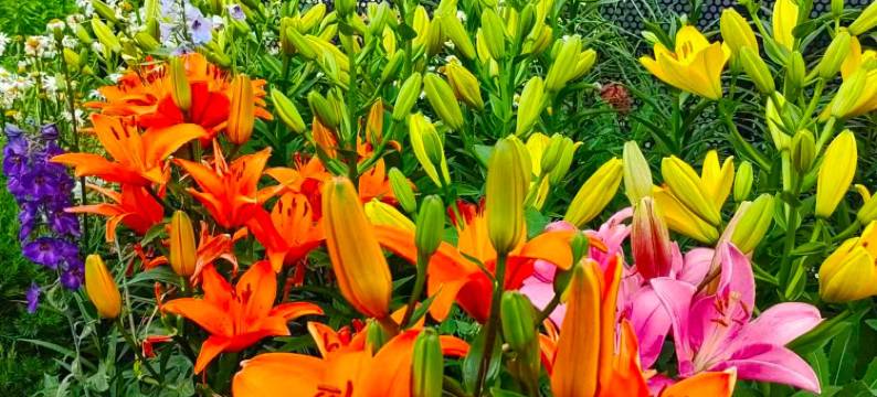 那拉提乌孙杉云居图片