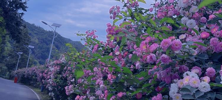 尚溪拾柒號客栈(西溪南古村落店)图片