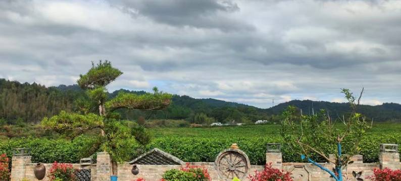 婺源茶园小院图片