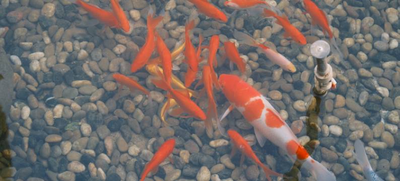 溪上璞院·森氧Vila度假民宿(景德镇陶瓷博物馆店)图片