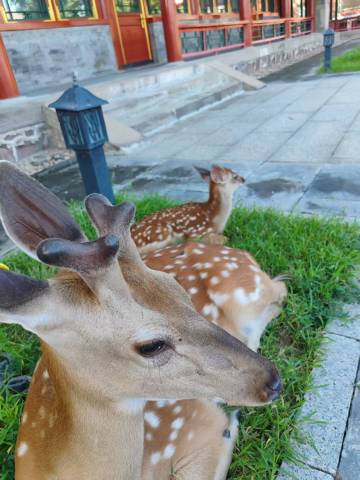 承德绮望楼宾馆(避暑山庄店)图片