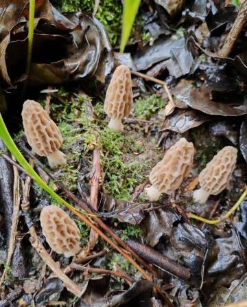 Magnolia Maison·二山来温泉度假酒店(海螺沟冰川森林公园店)图片