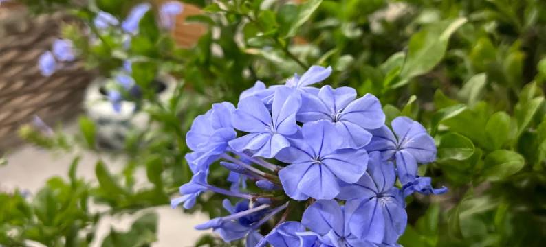 鸣凤苑菁舍酒店公寓(松山湖度假区店)图片