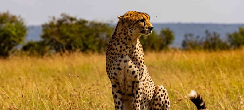 皇家马拉野奢营地(Royal Mara Safari Lodge)图片